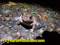 /home//u458753944/public_html/sourcegallery//McKaig Nature Center/2020-10-11/PA110714.JPG